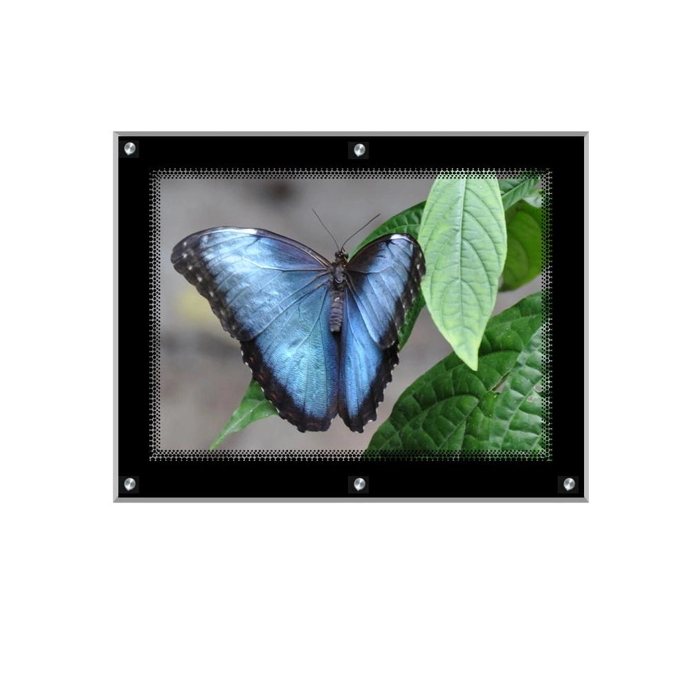 Acrylic Ultra Slim LED Light Box / Photo Frame  (Black Outline) 27,64’’ X 37,36’’