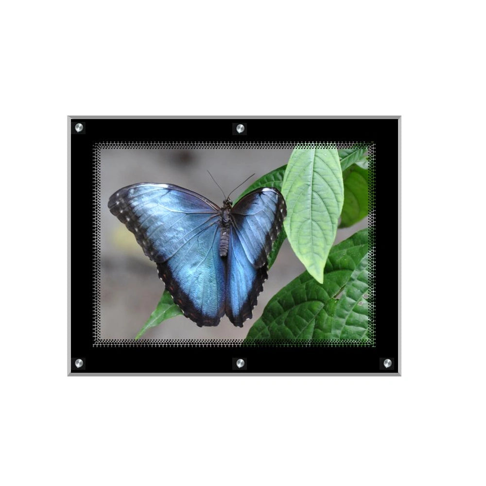 Acrylic Ultra Slim LED Light Box / Photo Frame  (Black Outline) 31,50’’ X 23,62’’
